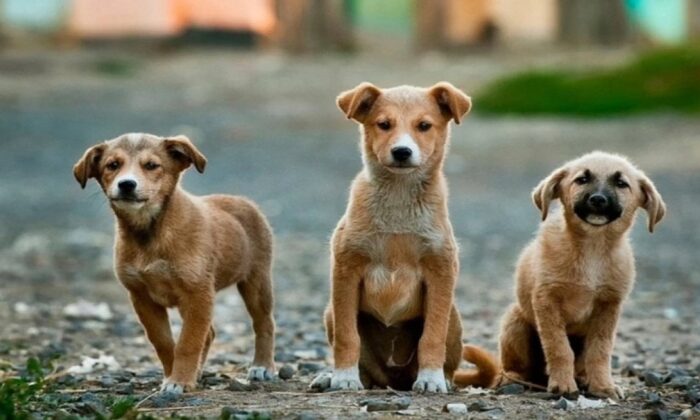 AK Parti’den Geri Adım! Sokak Köpekleri Teklifinde Sona Gelindi