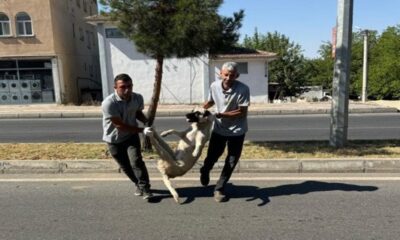 Katliama ilk başlayan DEM Partili belediye oldu