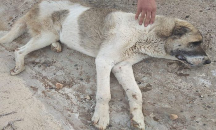 Siirt Belediyesi, aracın çarptığı köpek için seferber oldu