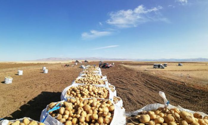 Nevşehir’de patatesler depoda kaldı (Özel Haber)