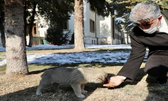 Erzincan’da ‘bir kap sevgi’ yemi